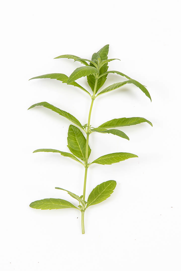 Citronverbena (40gr/bk)