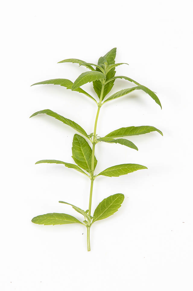Citronverbena (40gr/bk)